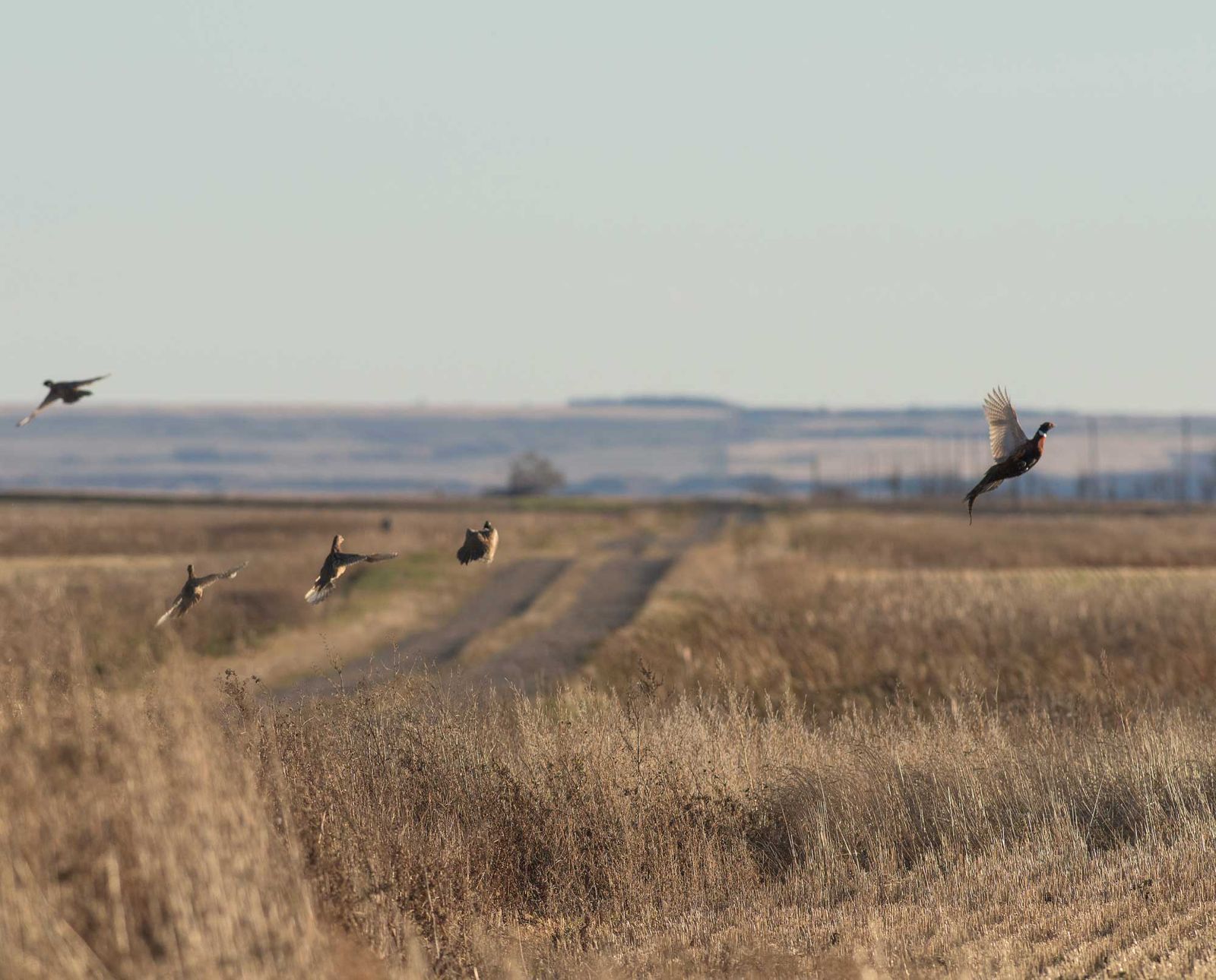 Fully guided pheasant hunts